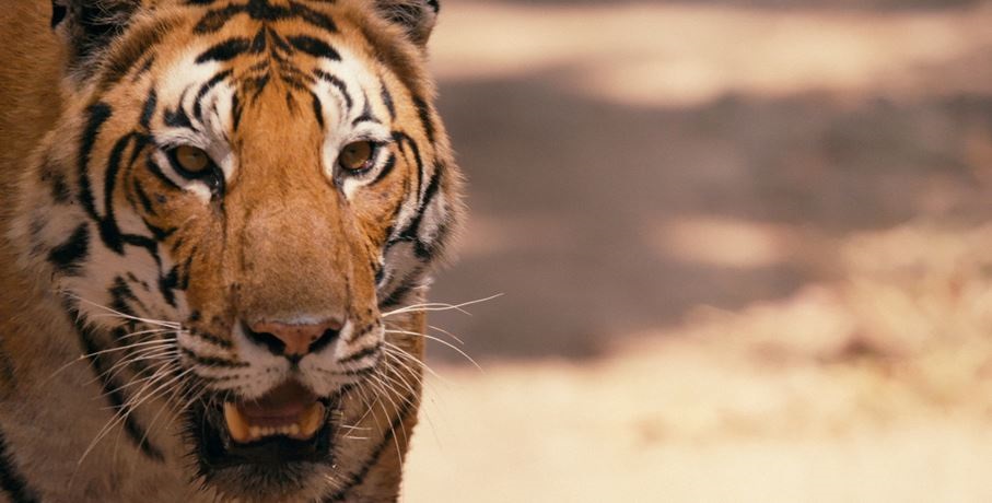 Dokument Tigerland mal svoju premiru na festivale Sundance 2019
