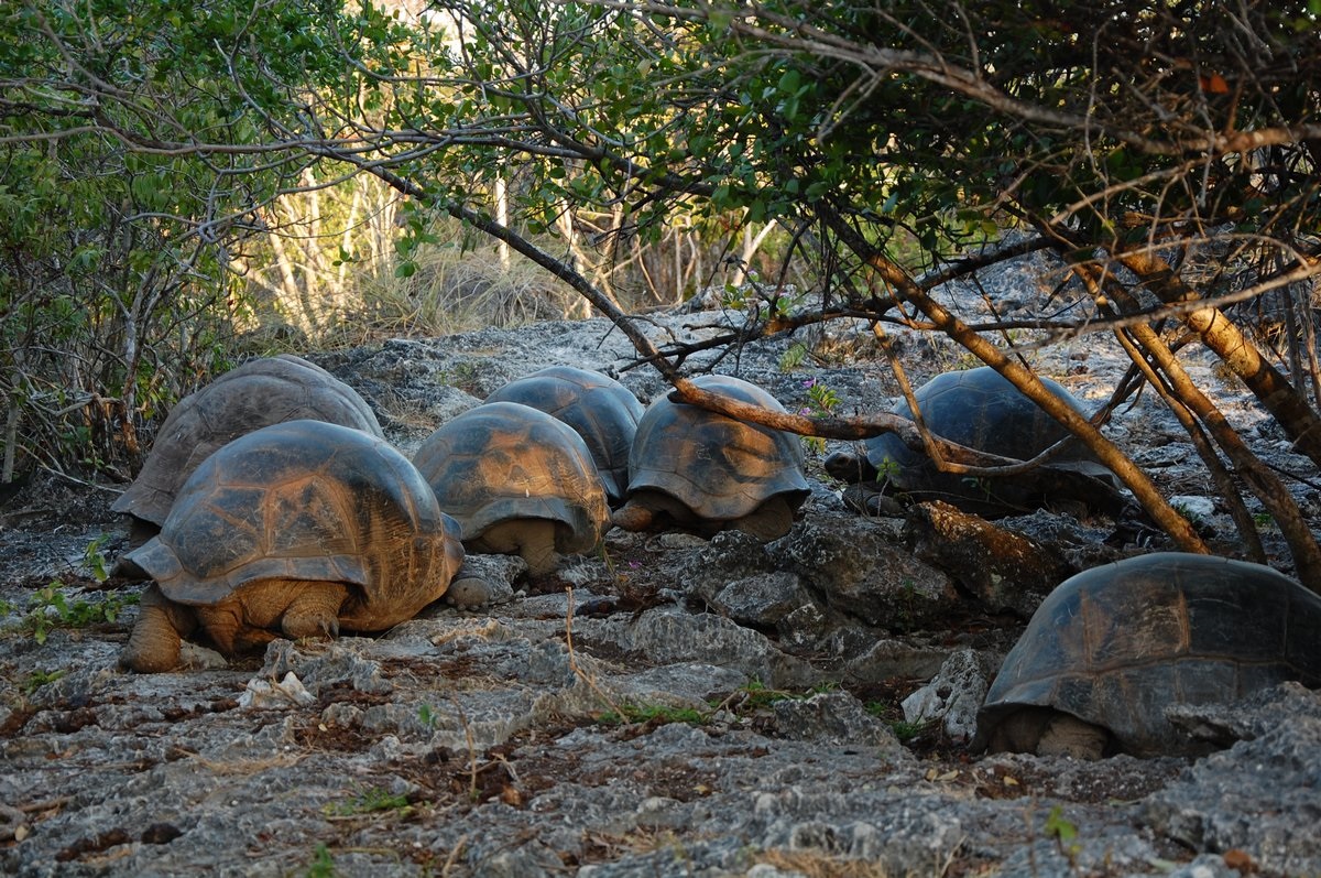 Aldabra: Bol raz jeden ostrov 